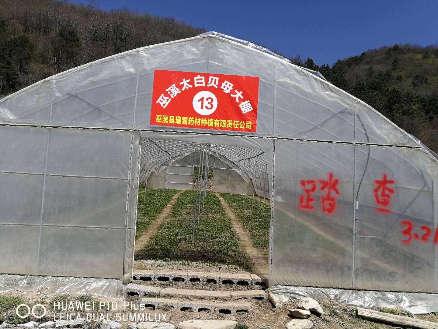 巫溪太白貝母大棚13號