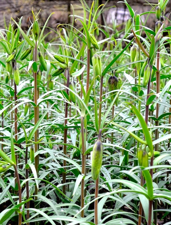 巫溪太白貝母種植