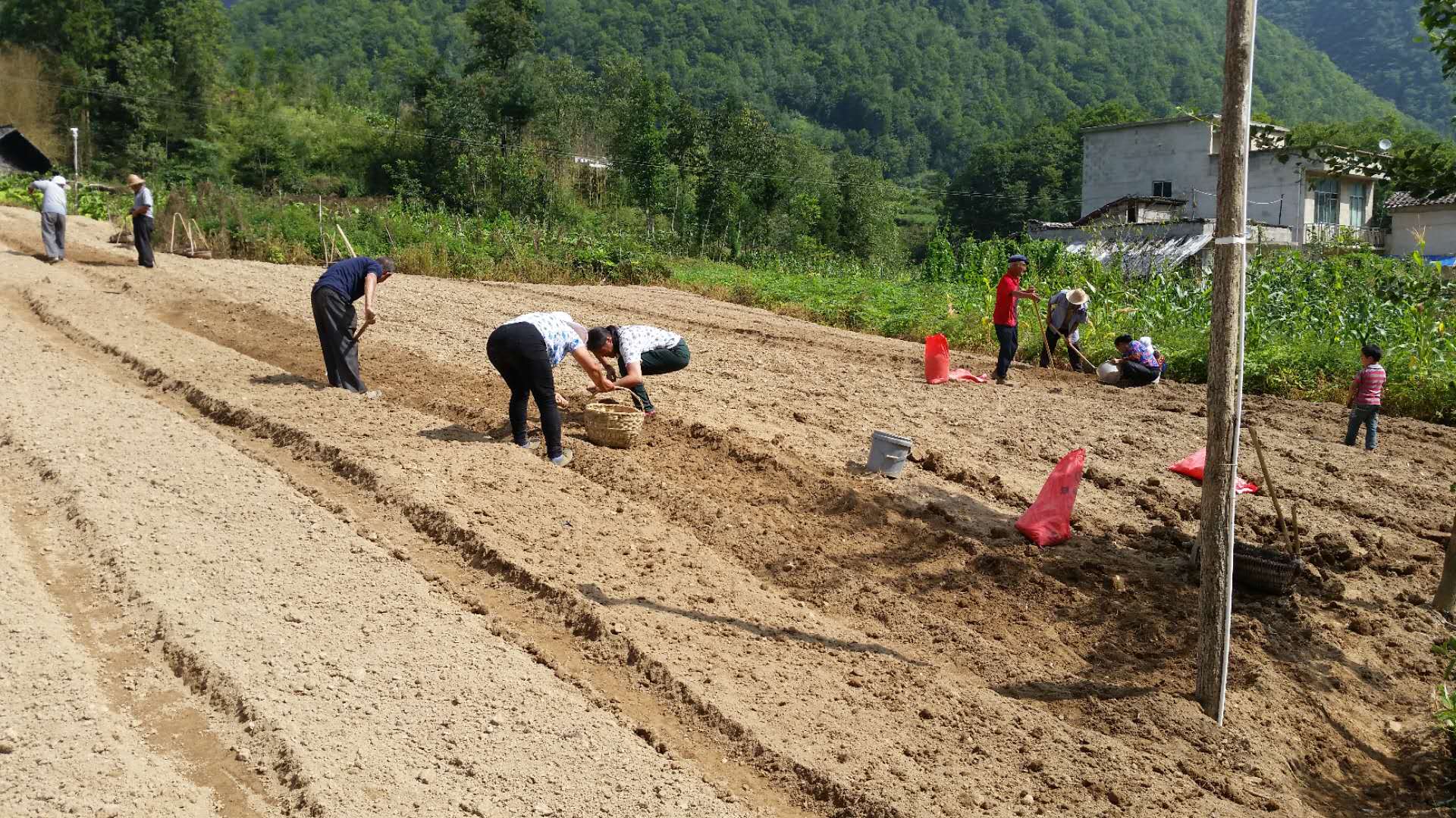 太白貝母種植