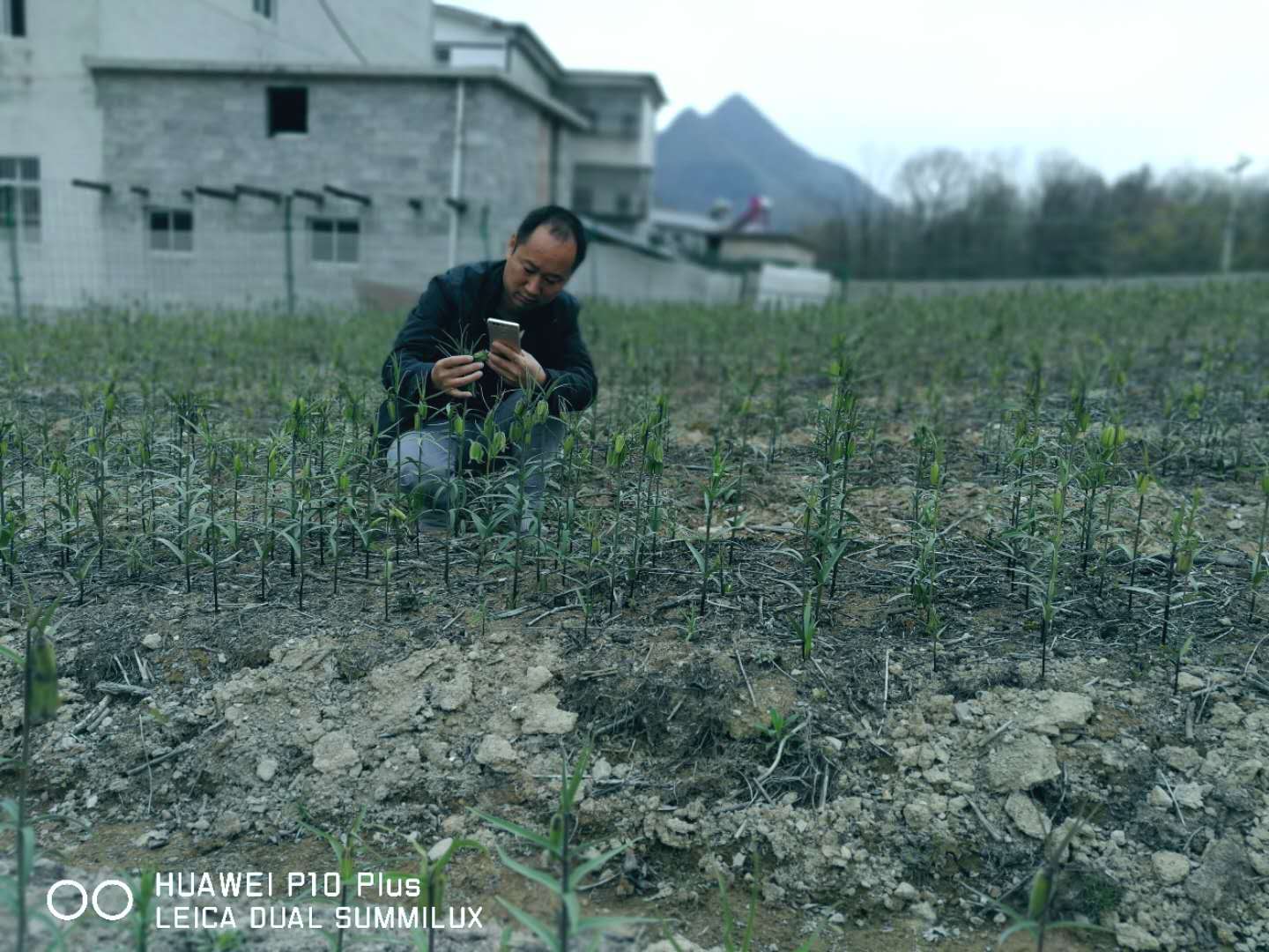 巫溪太白貝母