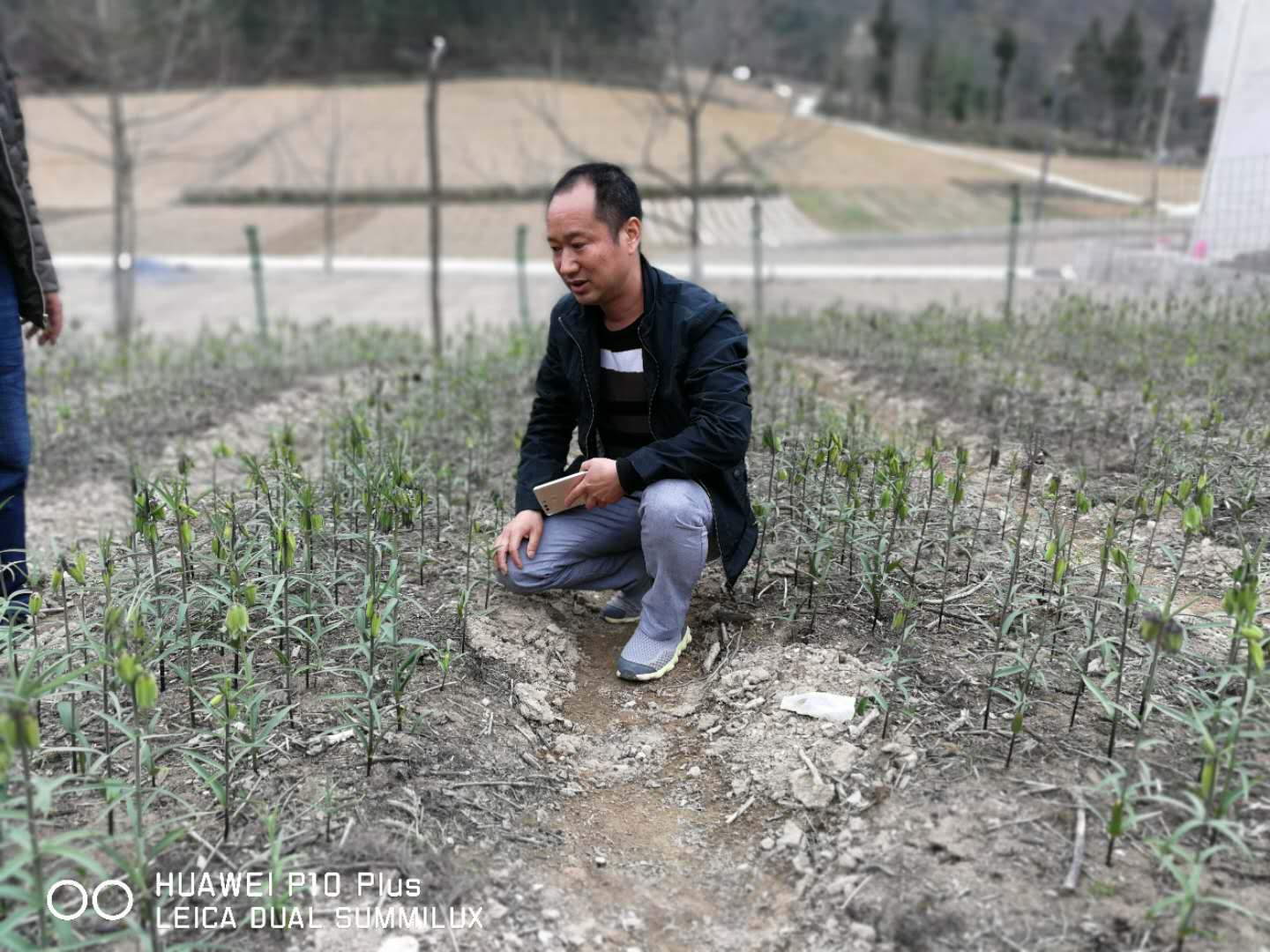 巫溪太白貝母