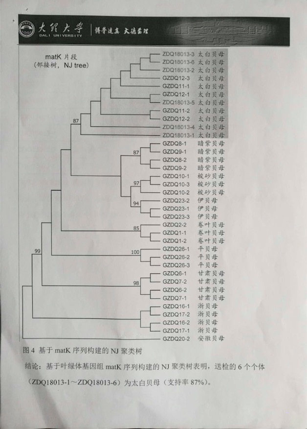 太白貝母物種鑒定報告6