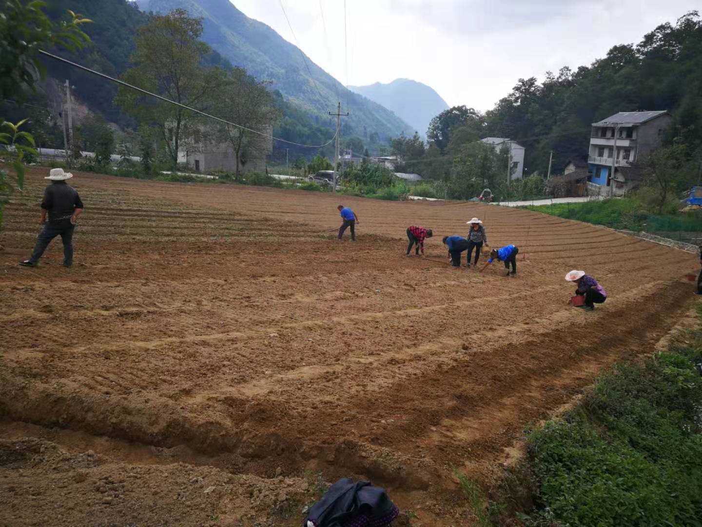 巫溪太白貝母種植基地標(biāo)準(zhǔn)化種植