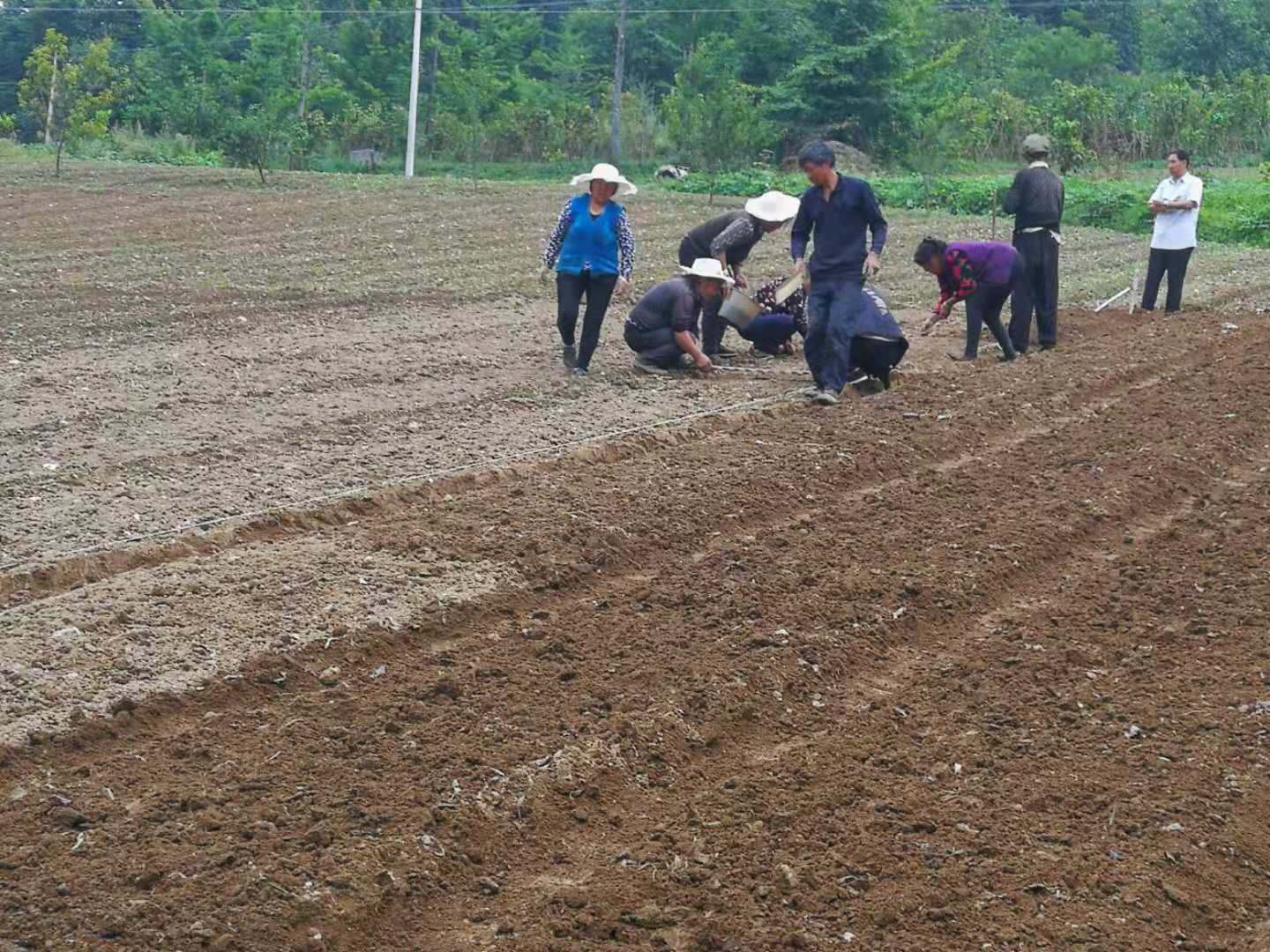 瑞雪公司太白貝母基地標(biāo)準(zhǔn)化種植