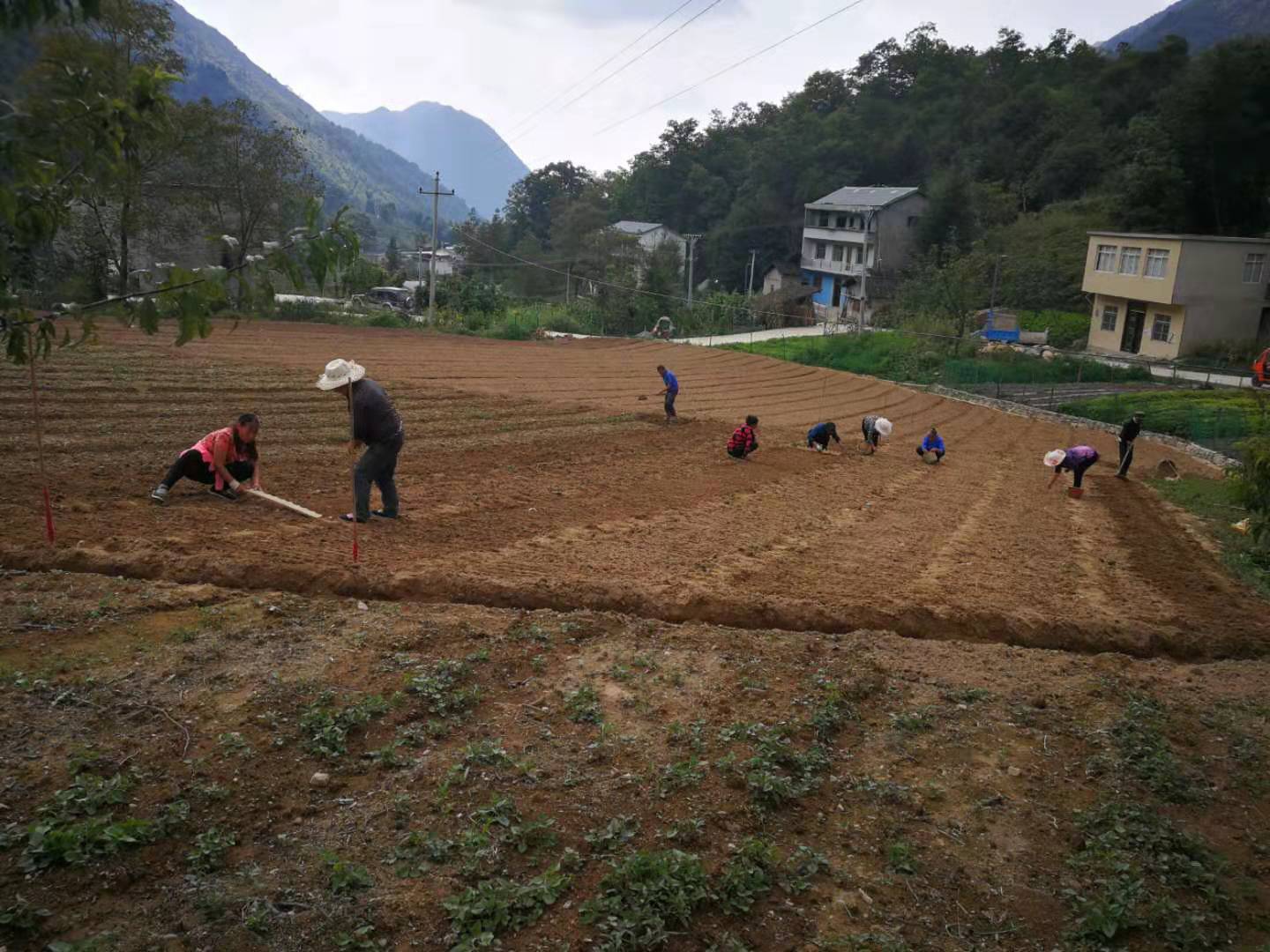 巫溪瑞雪藥材種植基地太白貝母標(biāo)準(zhǔn)化種植